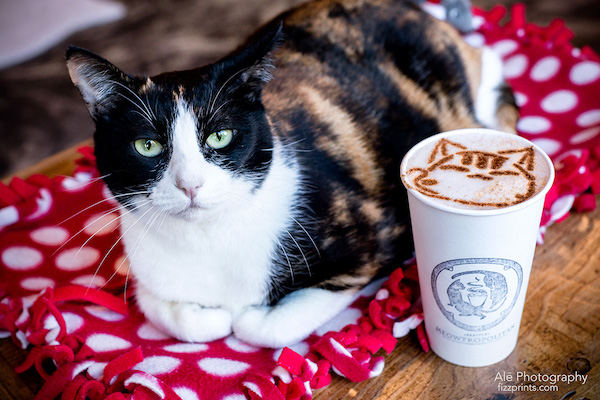 Bring a Cat  Cafe  to Bellevue Downtown Bellevue Network