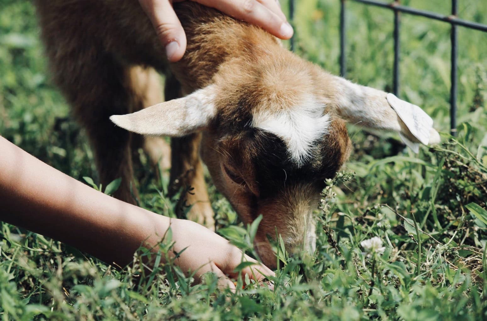 Petting Zoo Announced as New Addition to Bellevue Park's Gateway Plaza