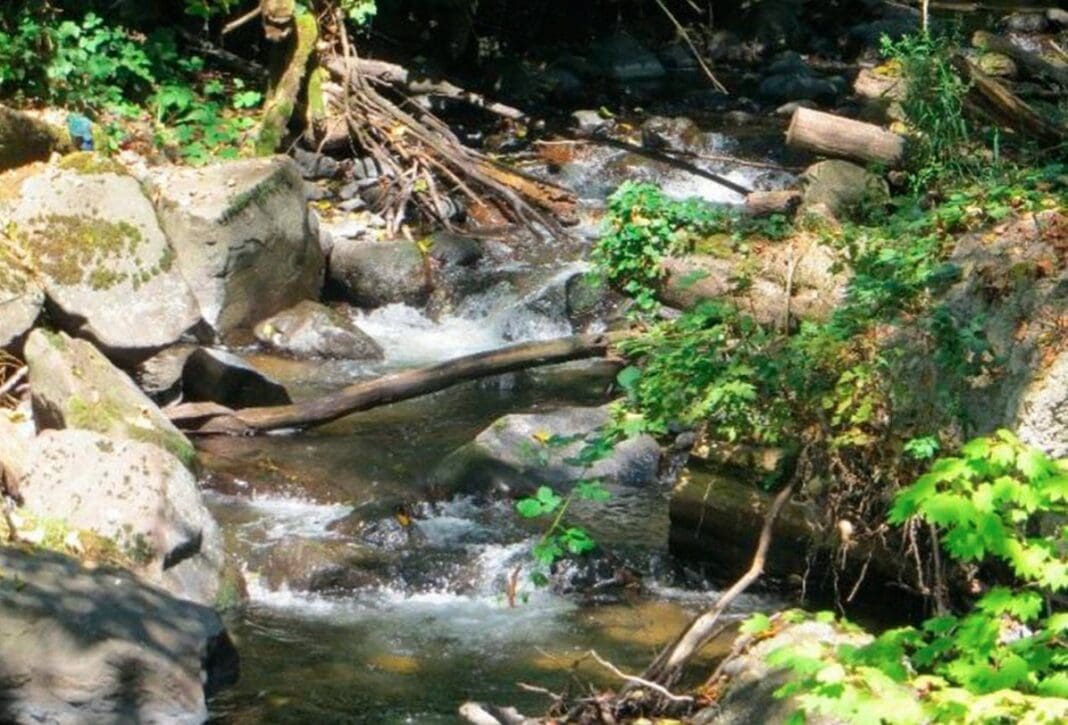 City of Bellevue Looks to Residents for Feedback to Improve Health of Bellevue’s Waterways Bellevue Stream