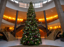 See the tree all lit up in the Bellevue Place Wintergarden